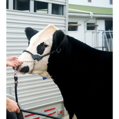 Weaver Livestock close-up of sewn 36-inch lead and 20-inch chain for secure, professional control