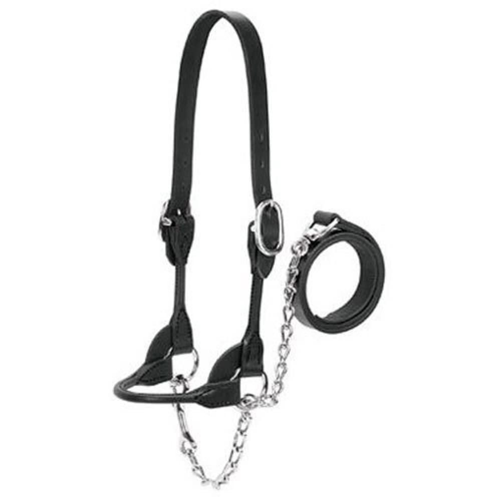 Weaver Livestock halter front view showing rounded noseband and polished finish for neat presentation