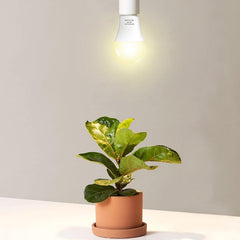 Wiyifada bulb lighting herb tray to boost indoor plant growth