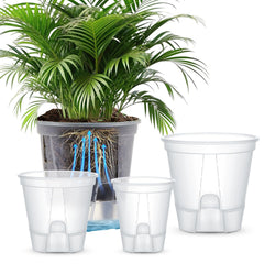 Wonderjune clear planter set front view showing tidy arrangement and easy water monitoring
