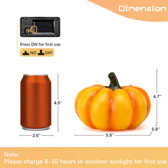 WONDHOME pumpkin beside ruler for scale showing suitable size