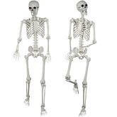 XONOR front view showing whole skeleton package and realistic bones benefit realistic displays