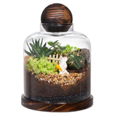 Yangbaga front view showing glass house and wood base for stylish display