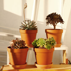Yishang terracotta pot with succulent in use showing aesthetic and proper drainage