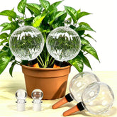 ZephyrBloom clear globe front view showing elegant shape and long-lasting hydration