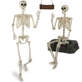 Znorso front view of two skeletons showing full-size realistic bones for striking displays