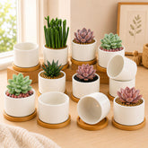 ZOUTOG front view of 12-pack white ceramic pots showcasing value and organization