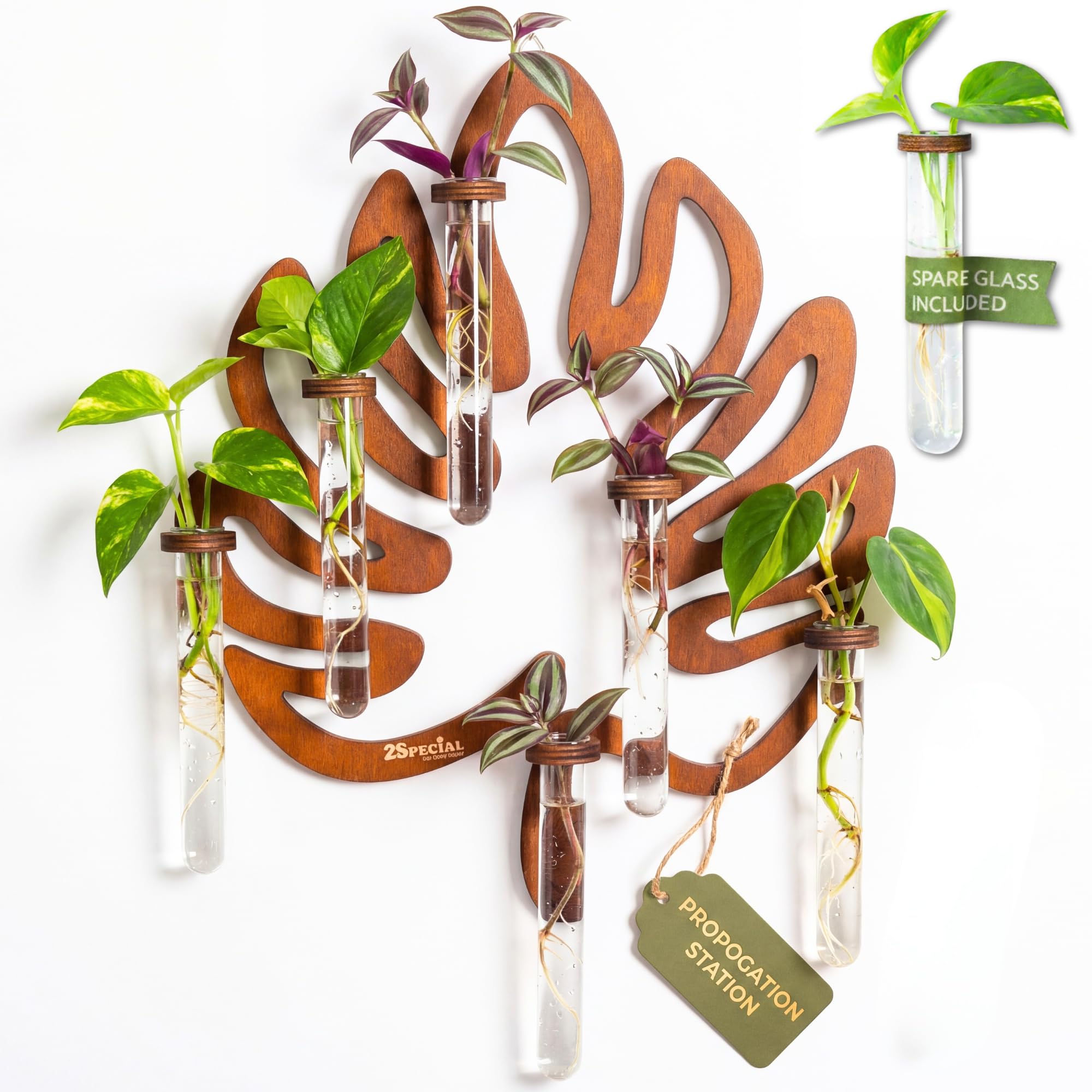 2Special All You Need front view of leaf-shaped propagation station showing six vials benefit elegant display