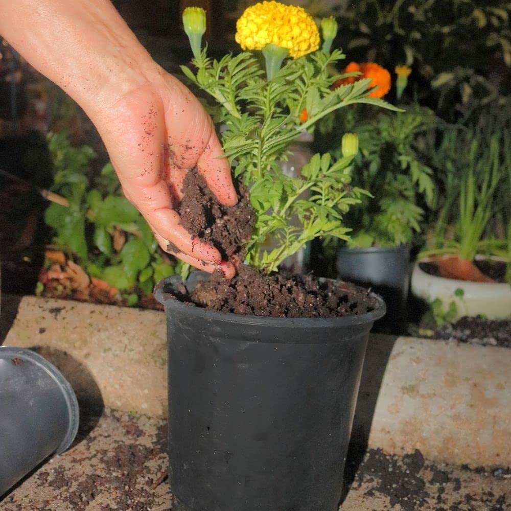 Indoor plant in pot with Aabaco crystals applied illustrating longer-lasting hydration benefits