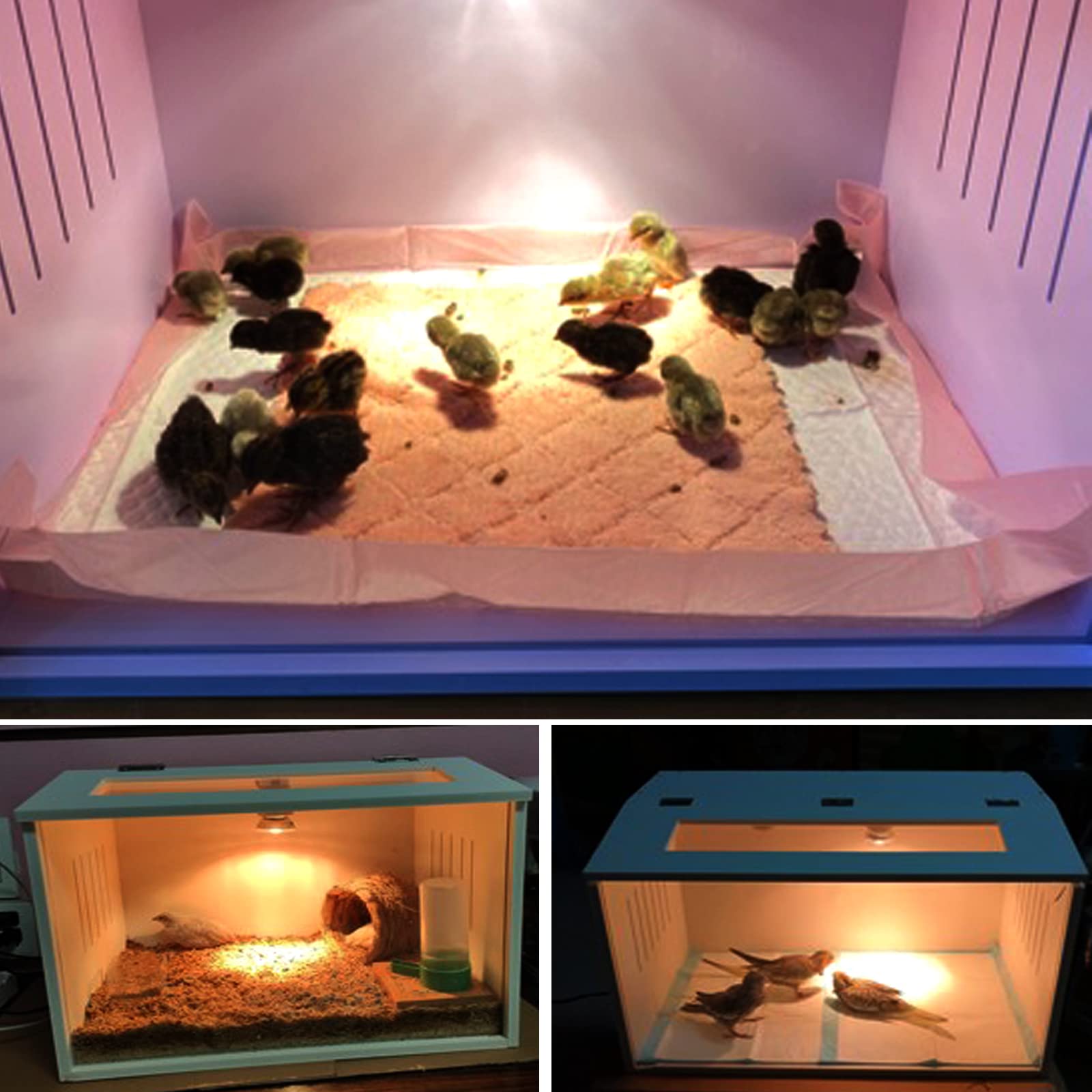 A&K L'YDIA brooder with chicks to illustrate small-model capacity