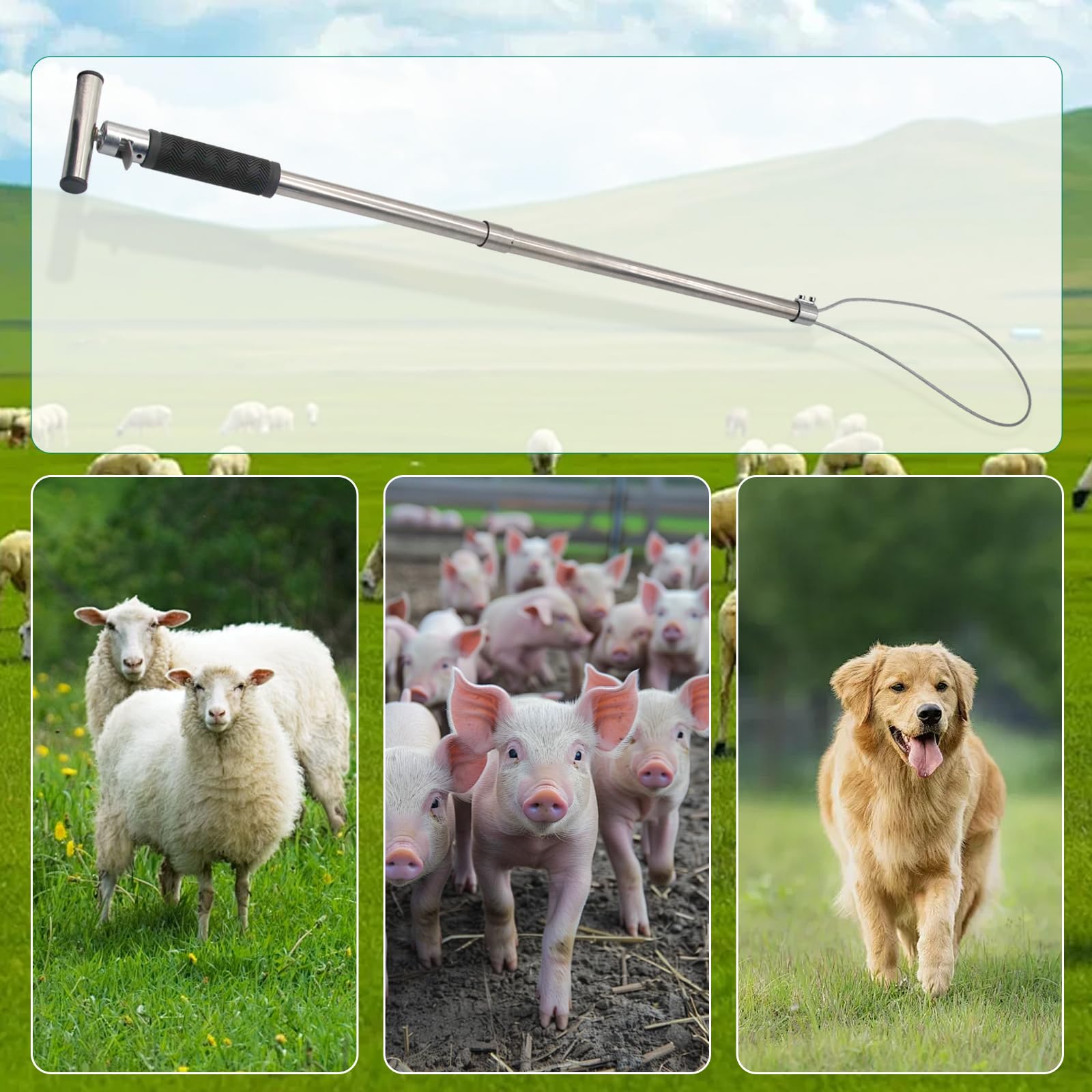 Abustle pig pole being used to guide a pig on a farm for safe animal handling