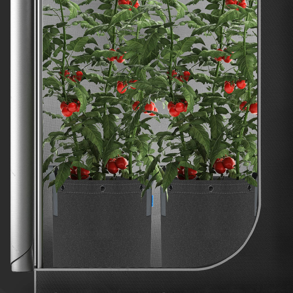 AC Infinity maceta en invernadero demostrando uso en cultivo