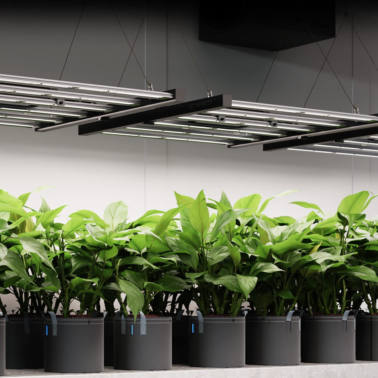 AC Infinity EVO3 installed in grow room demonstrating scalable daisy-chaining benefit
