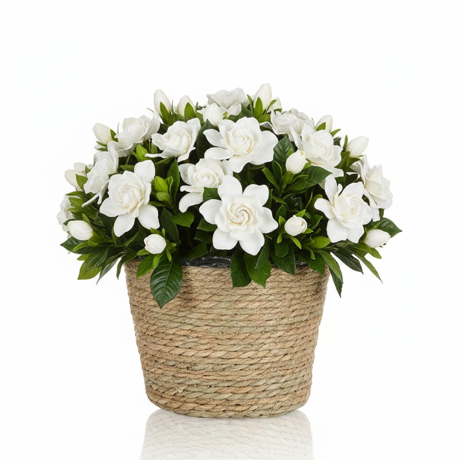 AceOrbit baskets used to store items showing versatile storage benefit