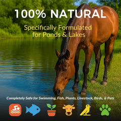 ACTICLEAR tablets placed on pond bottom breaking down sludge effectively