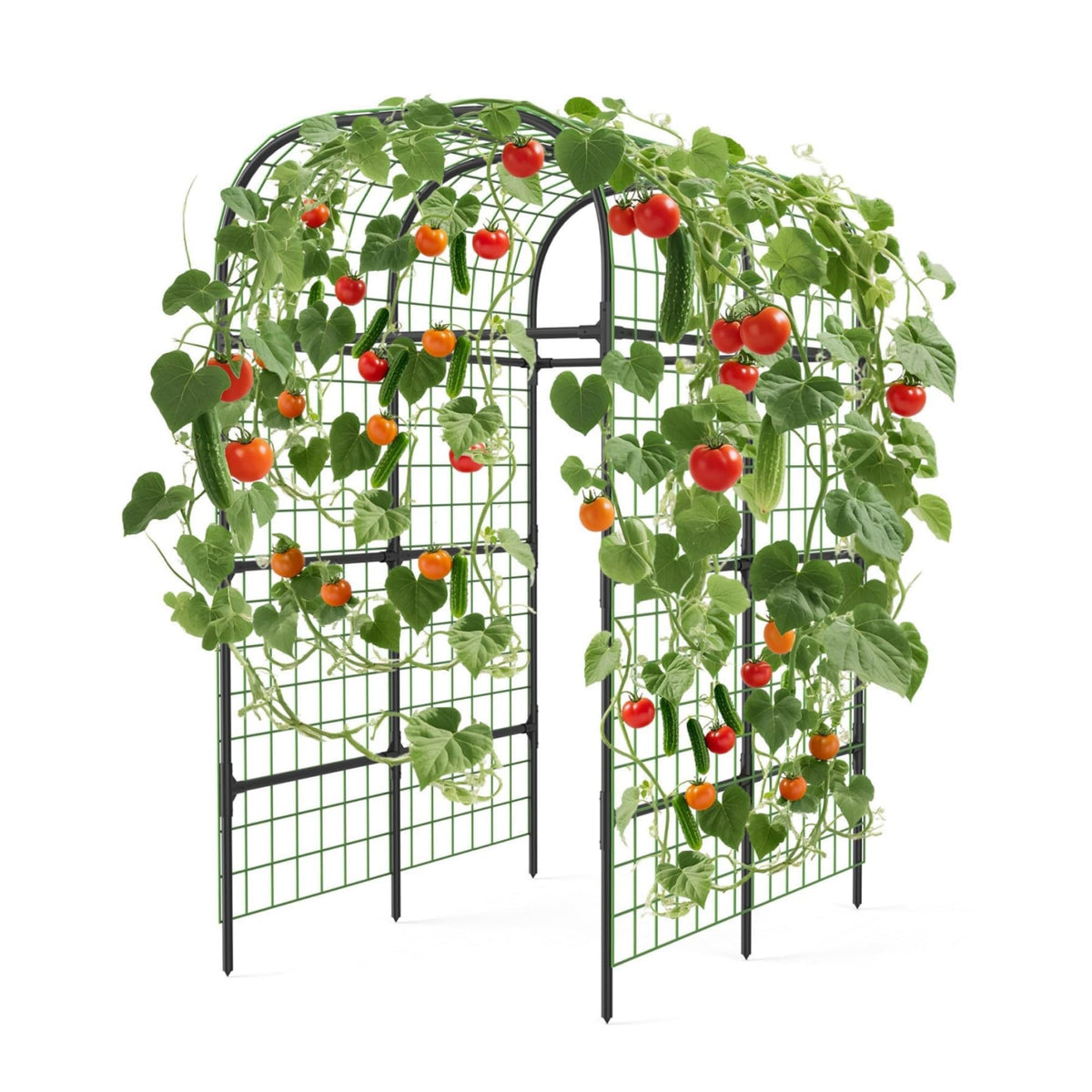 ActiveTrail front view of metal garden arch showing sturdy plant support