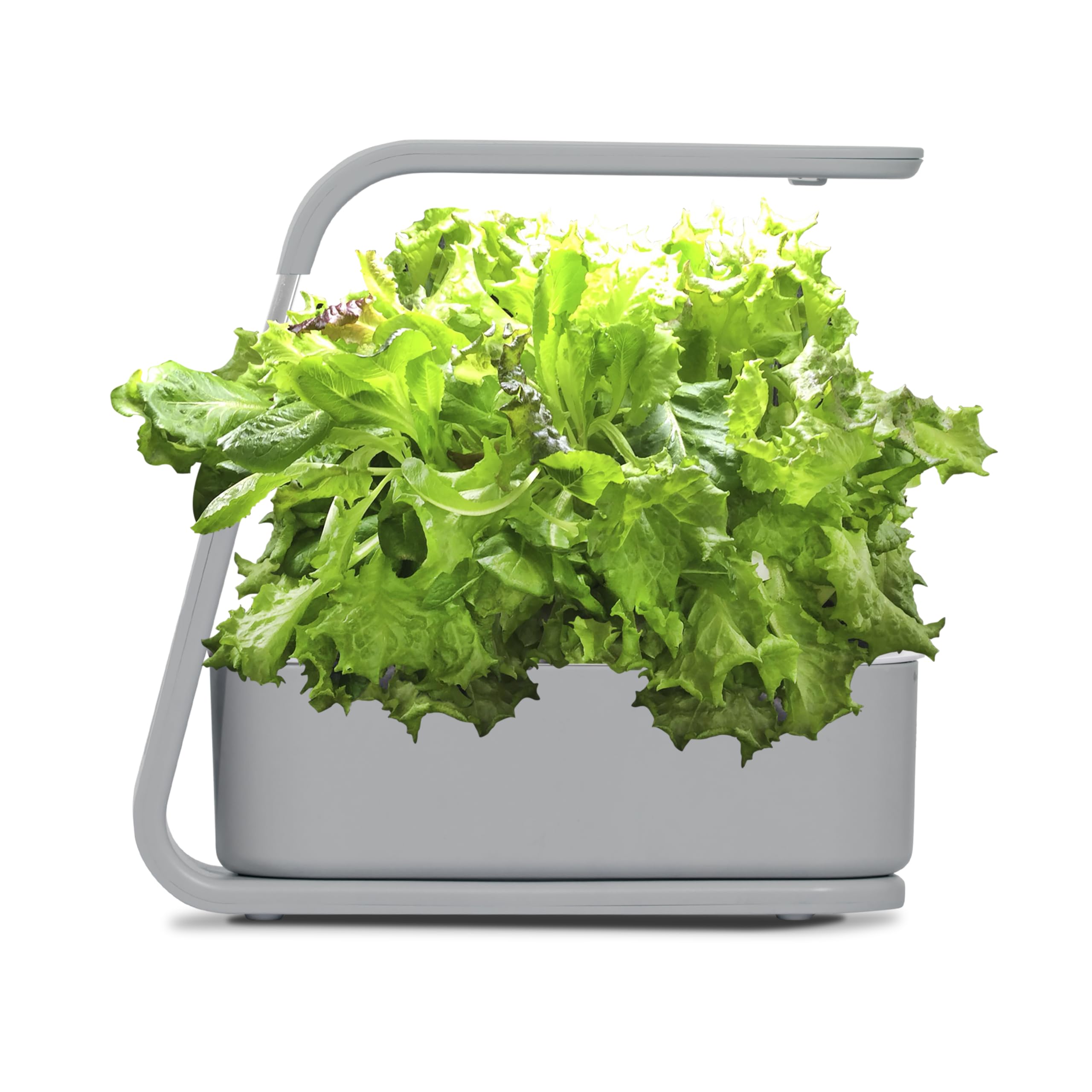 AeroGarden Sprout reservoir and root zone close-up demonstrating clean hydroponic growth