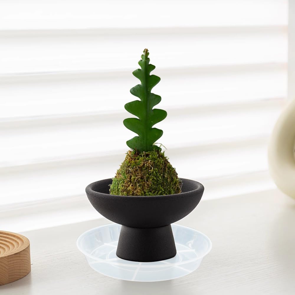 Afrine saucers on a balcony creating tidy plant display