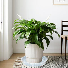 Afrine saucer collecting excess water to prevent spills