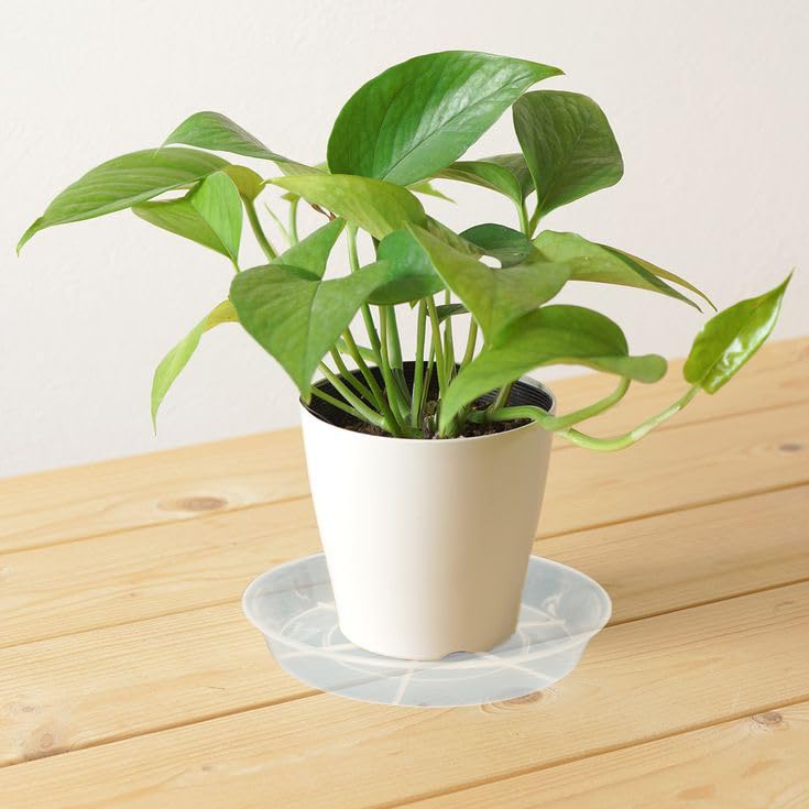 Afrine stacked saucers highlighting compact storage benefit