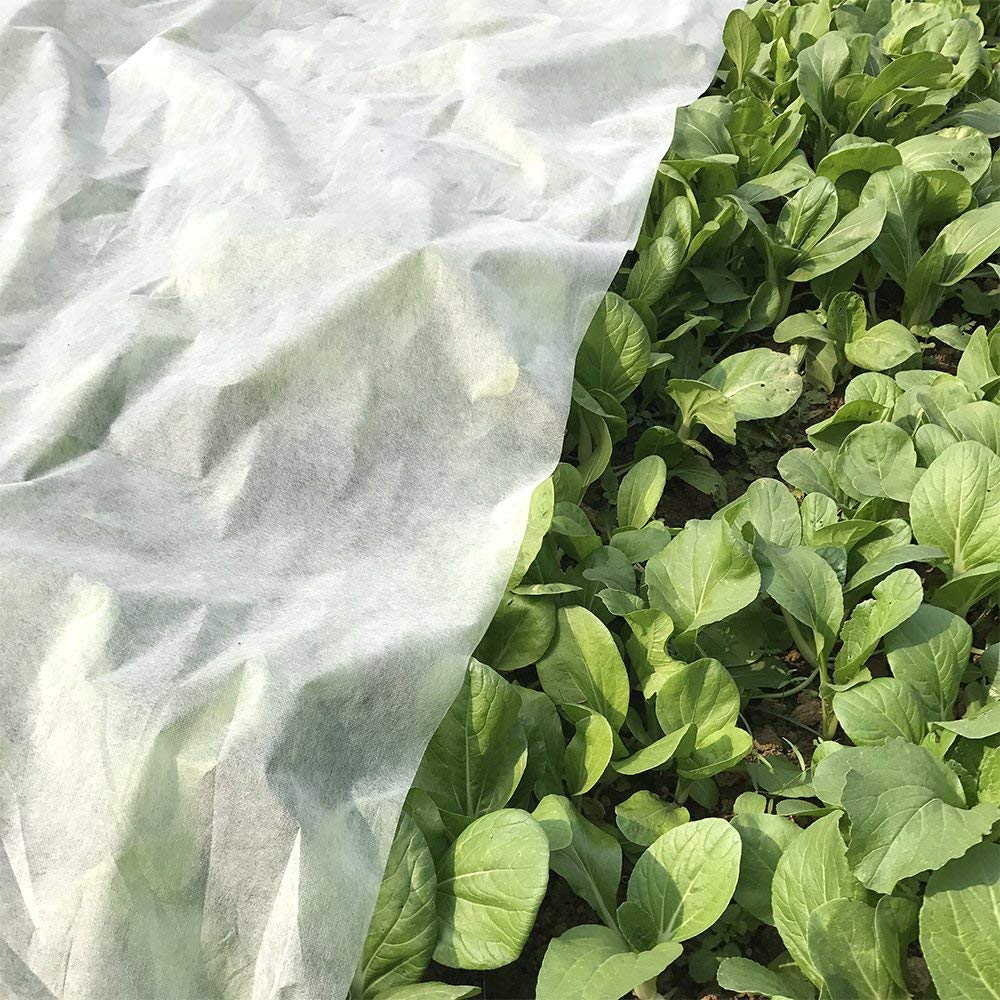 Agfabric draped over a vegetable row protecting plants from frost