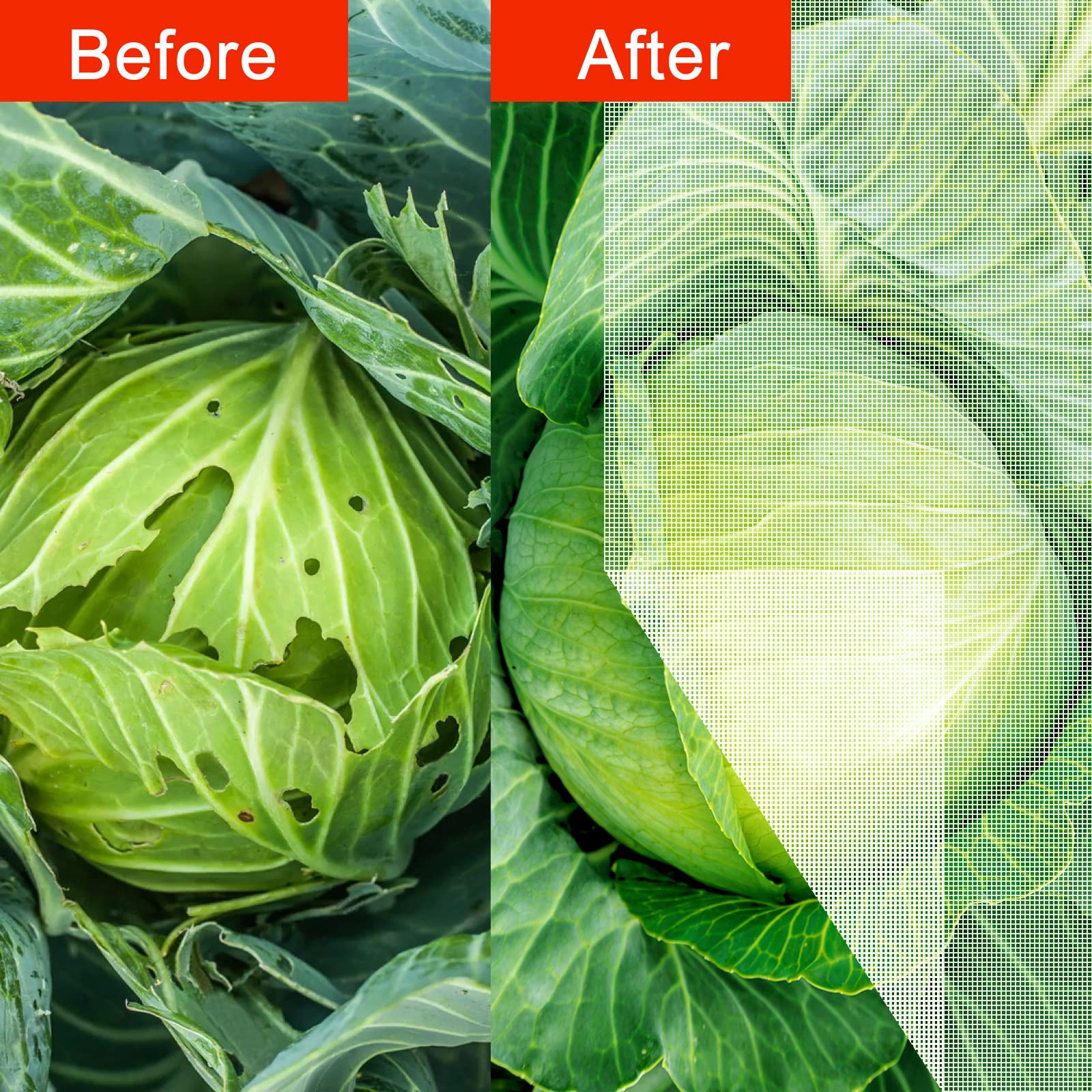 Agfabric netting draped over vegetable bed, protecting produce from birds