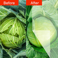 Agfabric netting draped over vegetable bed, protecting produce from birds