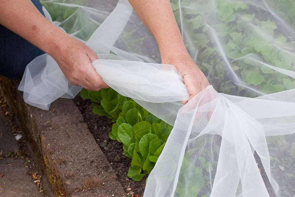 Agfabric fastened to hoop frame creating a lightweight row cover for seedlings