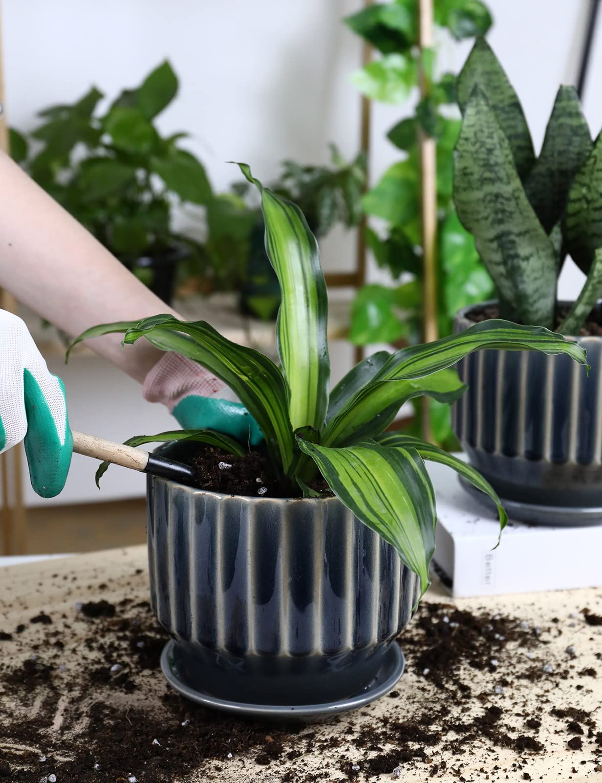 AISBUGUR pot beside ruler showing 6-inch size for correct plant selection