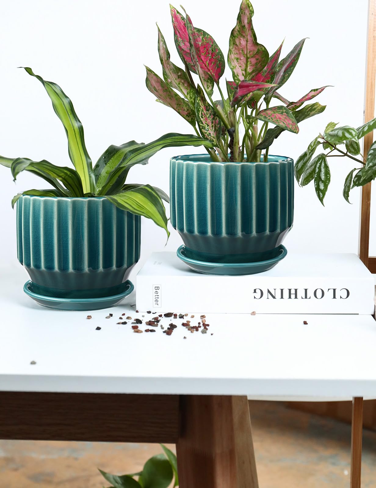 AISBUGUR with aloe vera in pot demonstrates plant fit and healthier root space