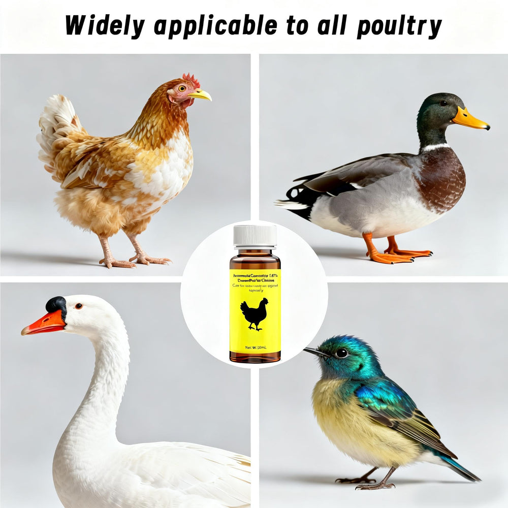 Ajfwm oral administration shown dosing a chicken with accurate measurement