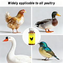 Ajfwm oral administration shown dosing a chicken with accurate measurement