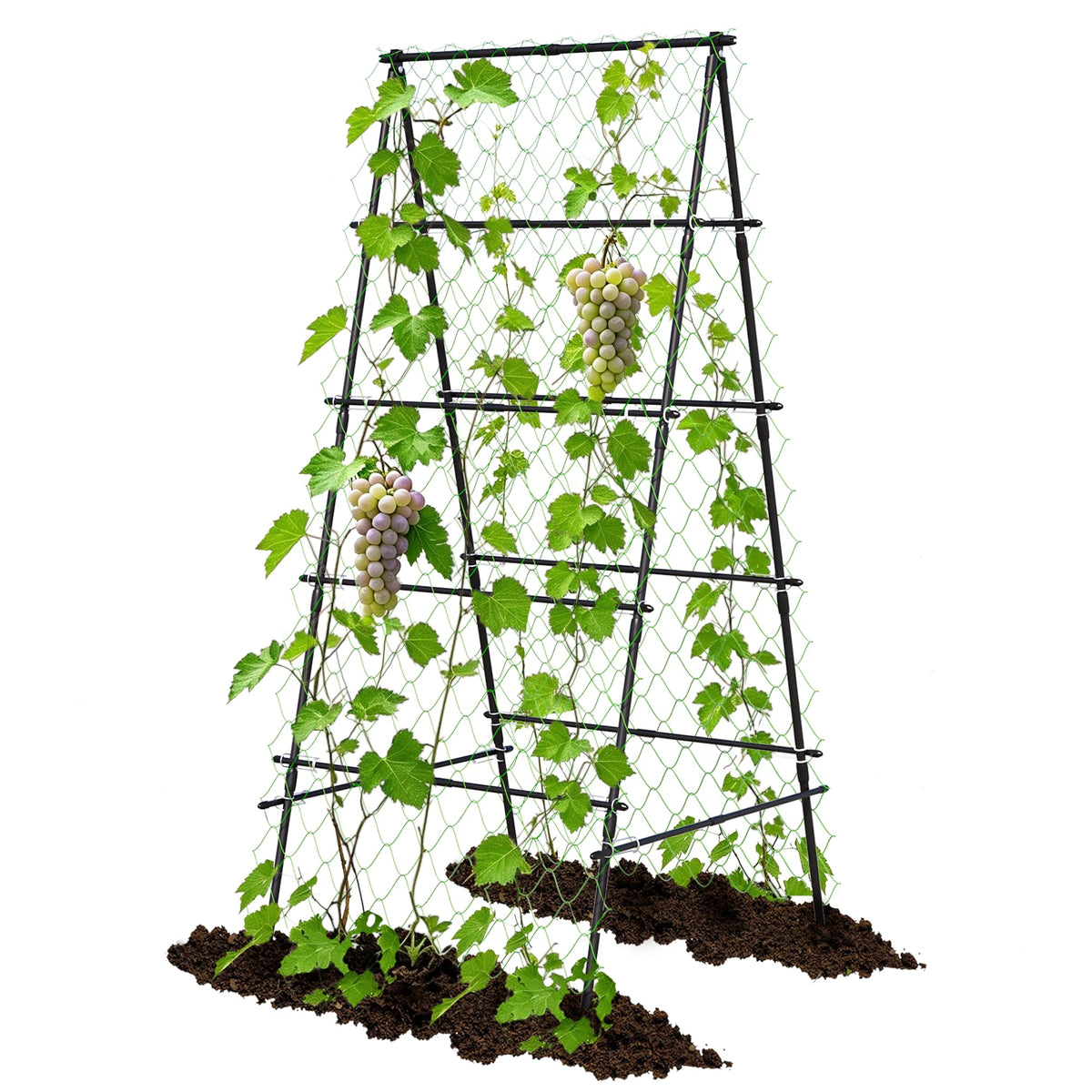 AlisisFores front view of A-shape trellis showing stable garden support