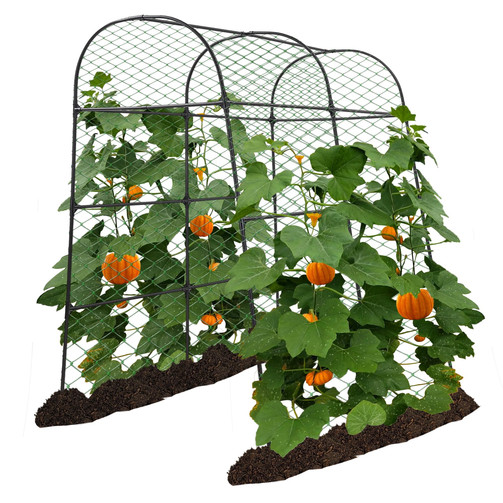 AlisisFores front view of black garden arch trellis showcasing full frame benefit