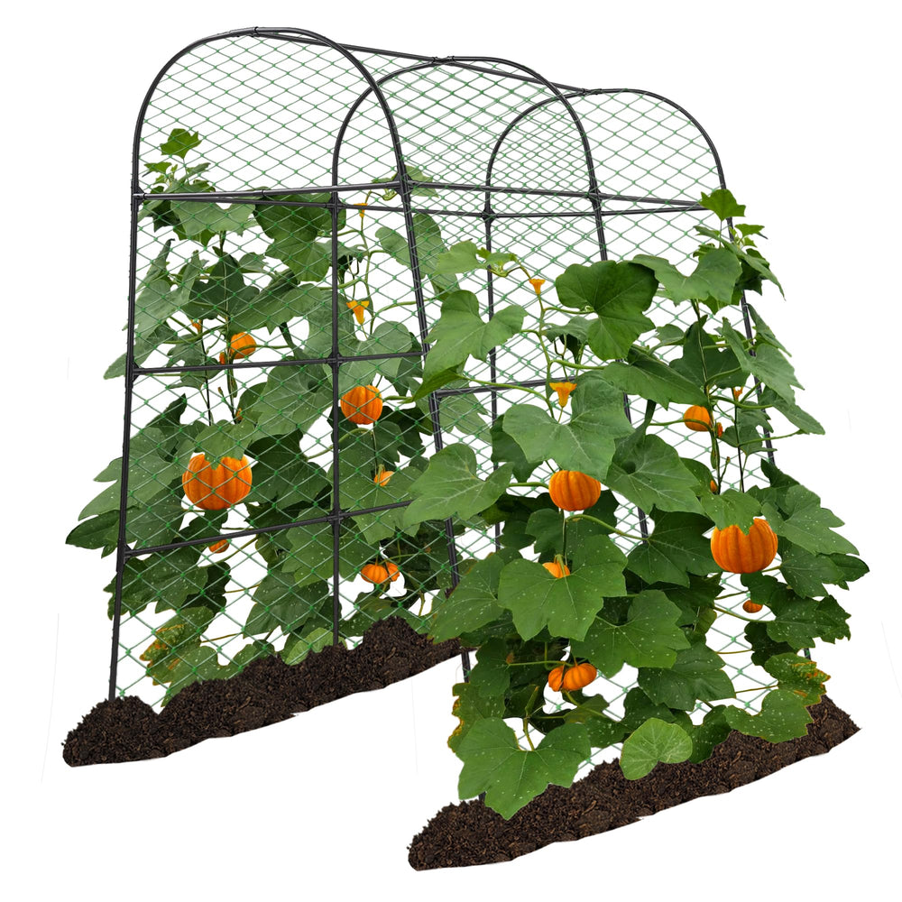 AlisisFores front view of black garden arch trellis showcasing full frame benefit
