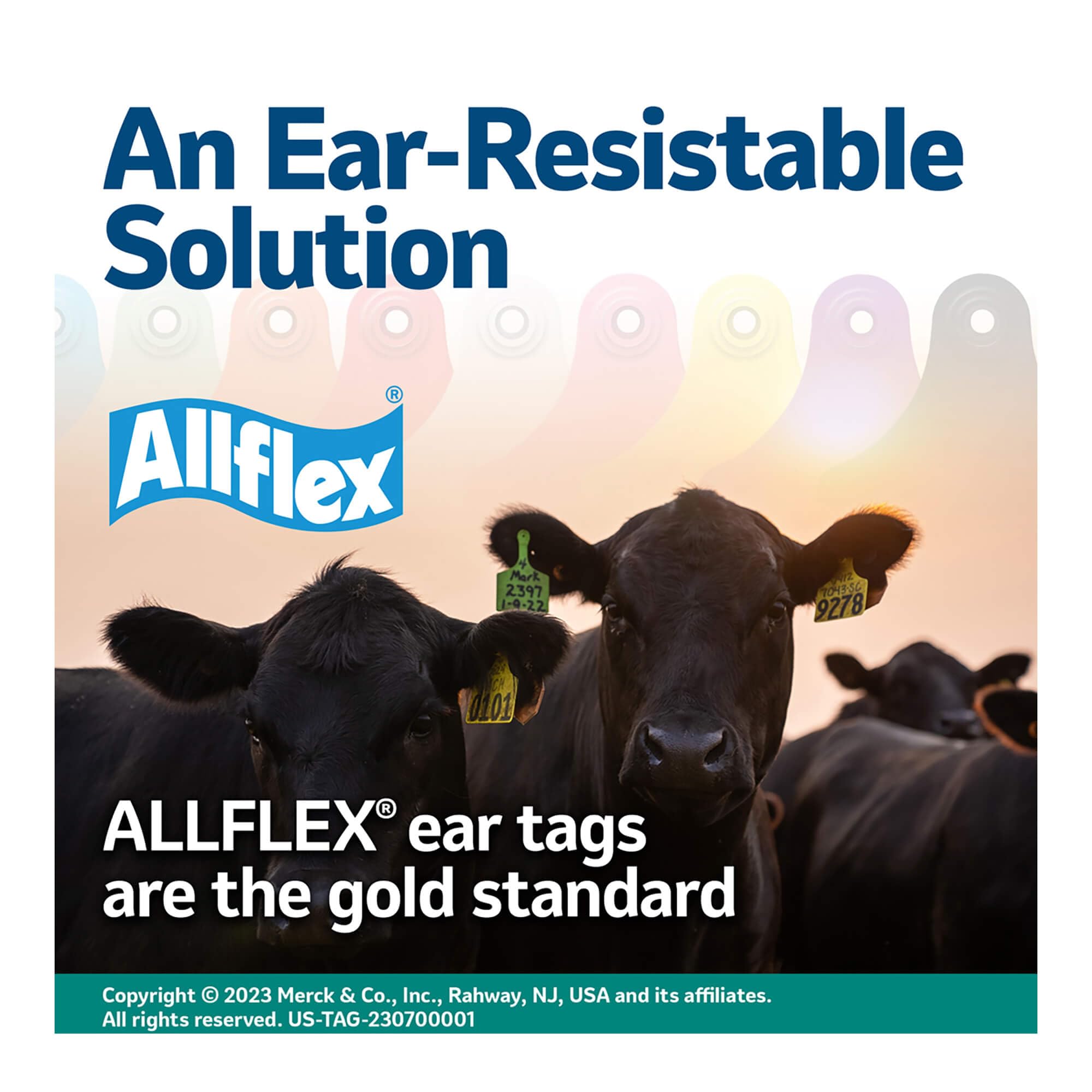 Allflex UTT3S being used on a cow showing calm handling and efficient tagging benefit