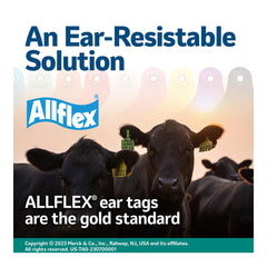 Allflex UTT3S being used on a cow showing calm handling and efficient tagging benefit