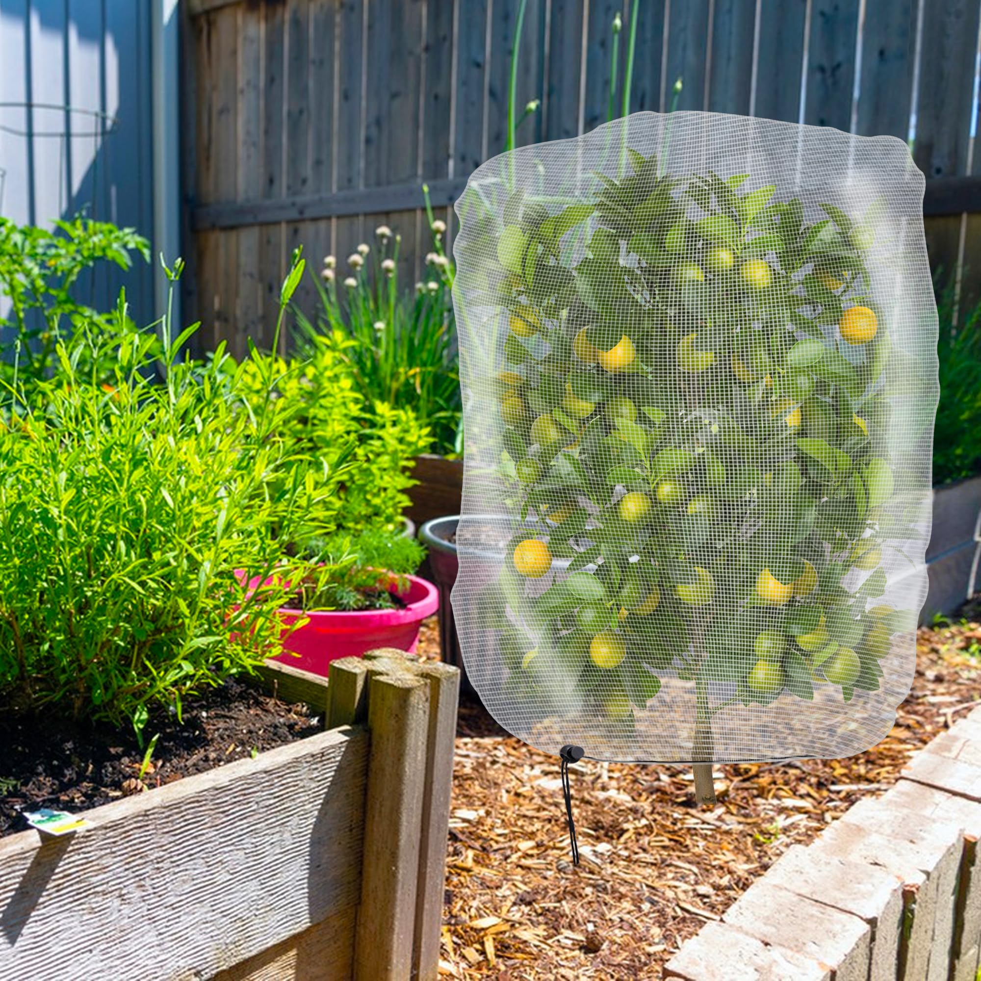 Alpurple net covering a potted tomato plant preventing insect access