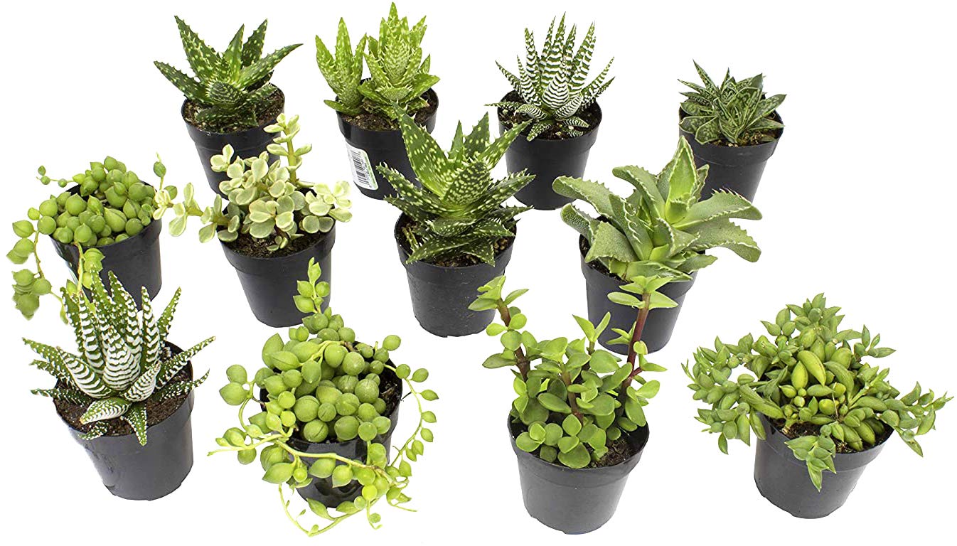 Altman Plants front packaging showing twelve potted succulents and protective wrap, presents a ready-to-display desk set