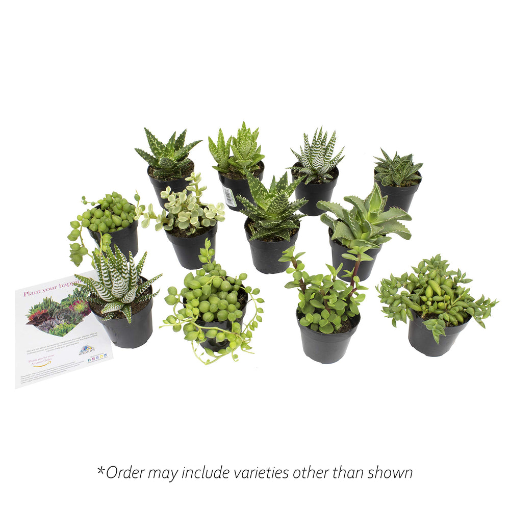 Altman Plants haworthia placed on an office desk conveying compact greenery and low-maintenance appeal