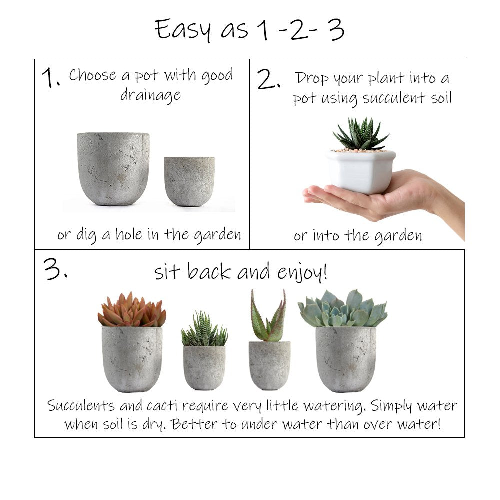 Altman Plants labeled pot and care insert showing clear variety ID and simple watering guidance