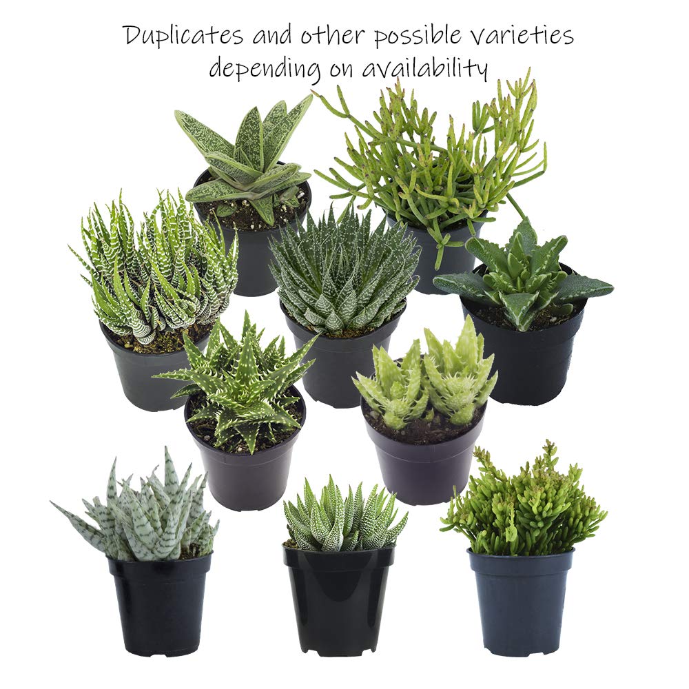 Altman Plants pots beside a ruler showing 2½ inch scale for size reference and space planning
