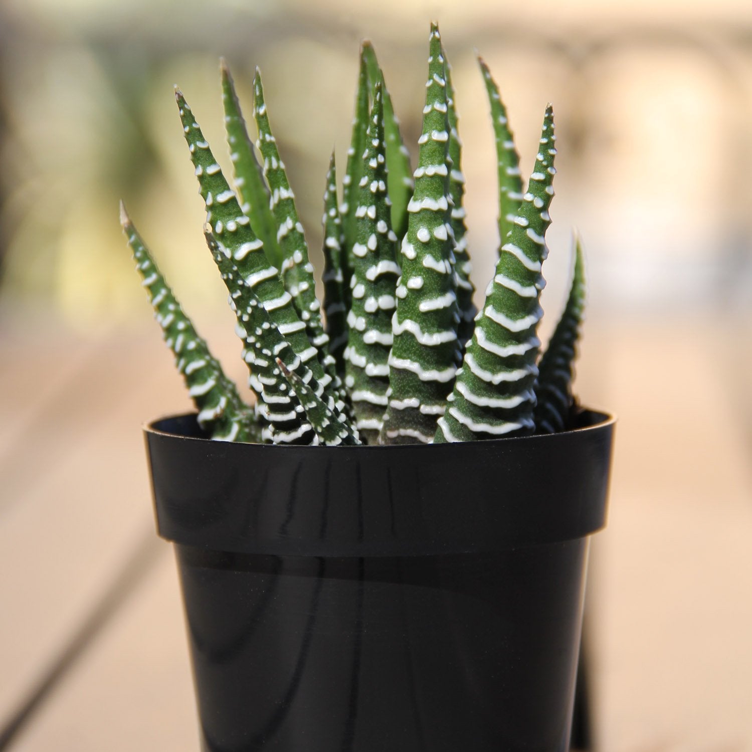 Altman Plants succulent tray staged as a gift demonstrating presentation and easy gifting convenience