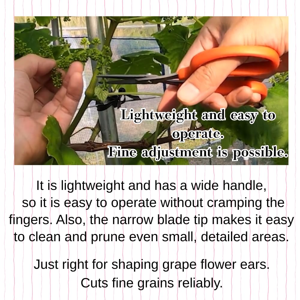 ALVEIN shears cutting grape cluster cleanly to improve harvest efficiency