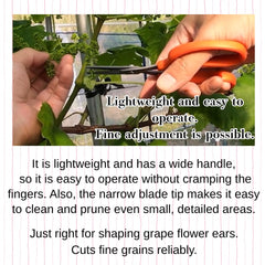 ALVEIN shears cutting grape cluster cleanly to improve harvest efficiency