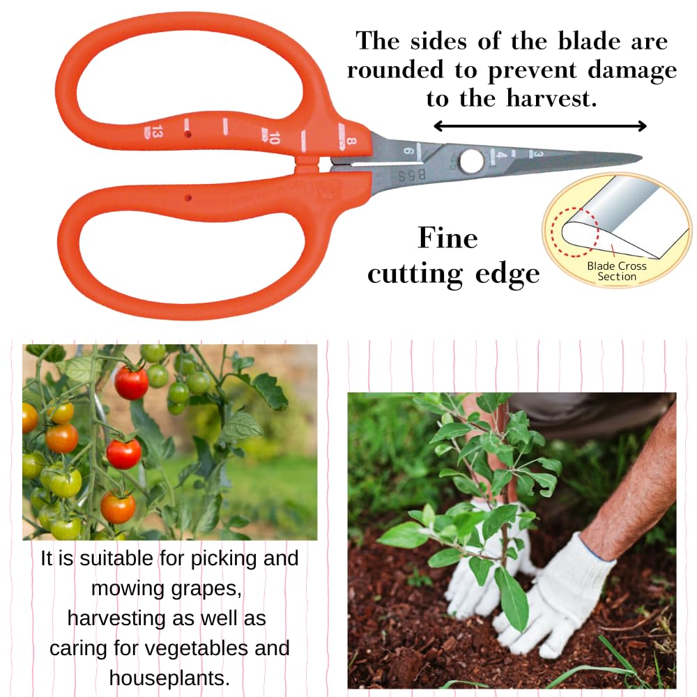 ALVEIN shears beside ruler demonstrating compact size for detailed work