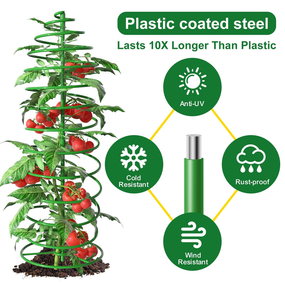 AMAGABELI cage supporting a tomato plant showing easier harvesting and healthier vines