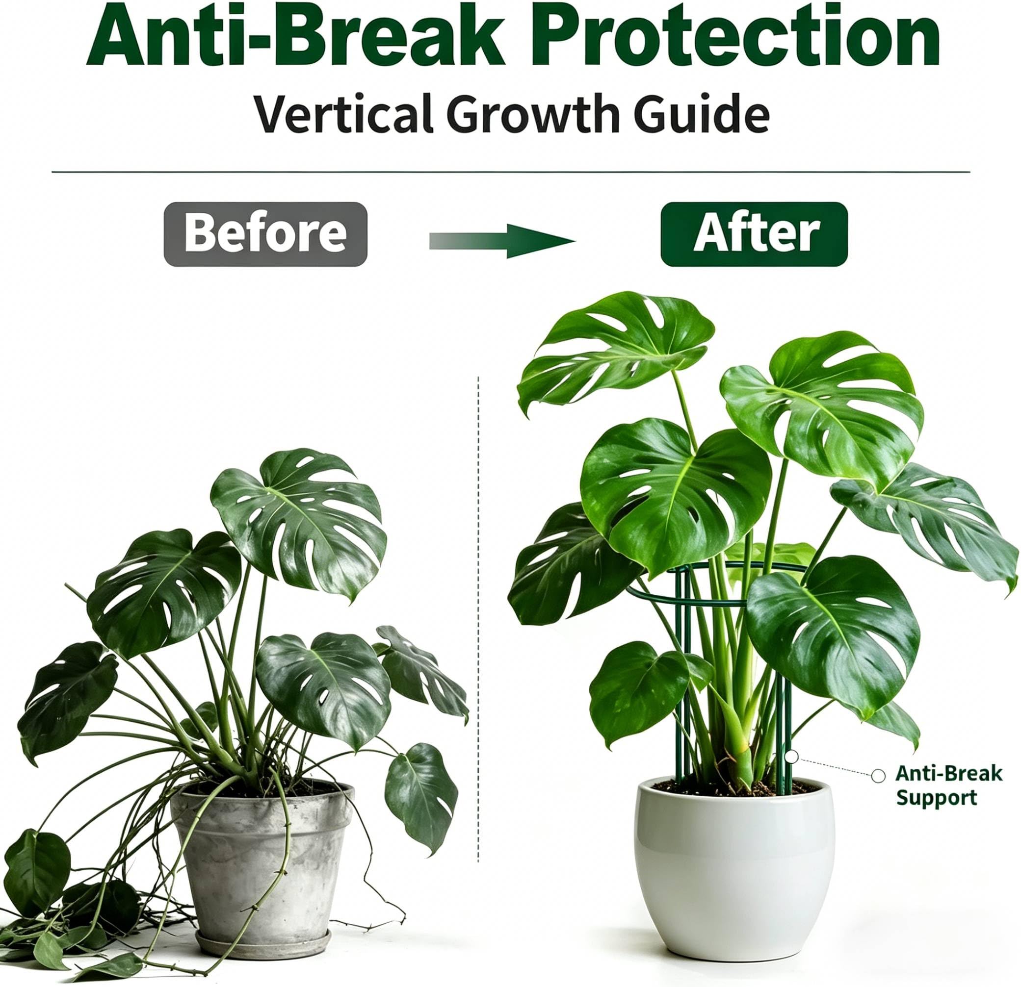 AMAGABELI supports forming a row around tomato plants for better yield
