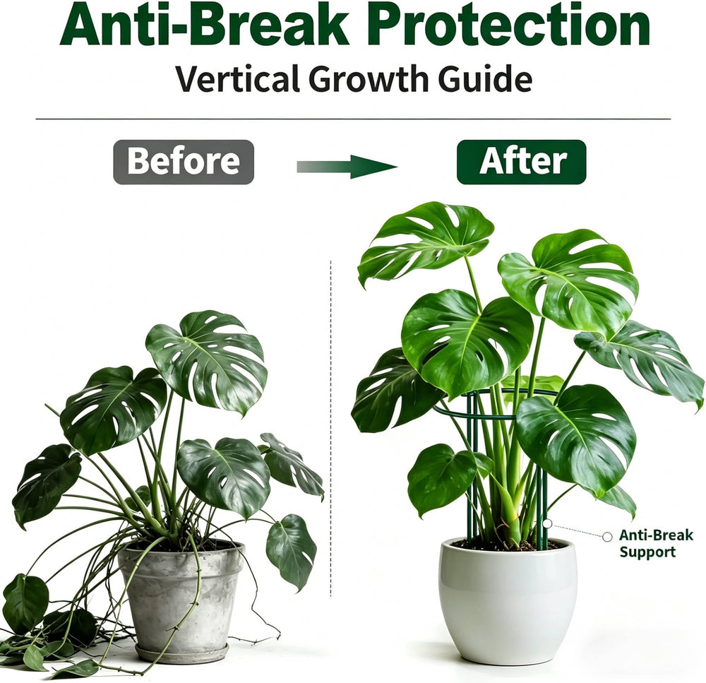 AMAGABELI supports forming a row around tomato plants for better yield