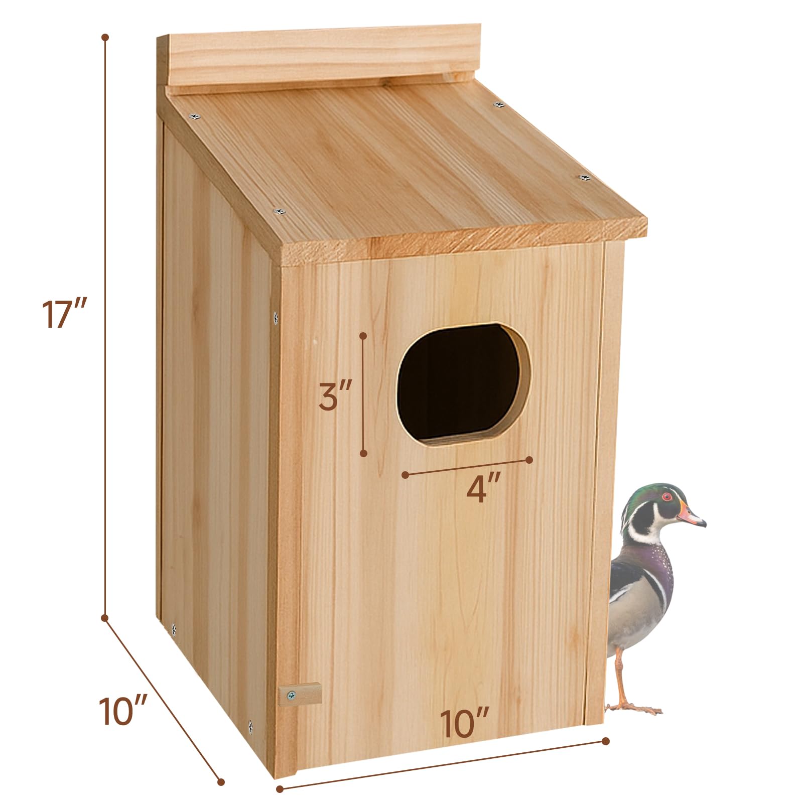 Amcortn duck house entrance close-up with 3x4 inch opening that balances access and shelter